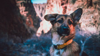 German Sheperd Dog