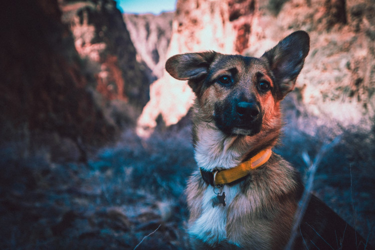 German Sheperd Dog