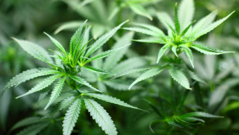 Chinese Hemp Industry