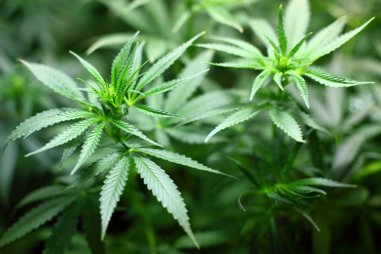 Chinese Hemp Industry
