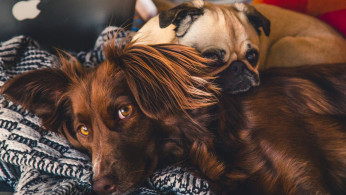 Adorable Canines