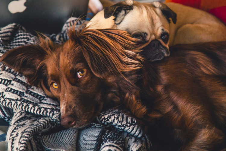 Adorable Canines