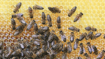 Bees on Honeycomb
