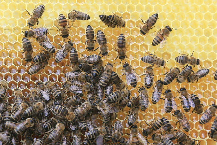 Bees on Honeycomb