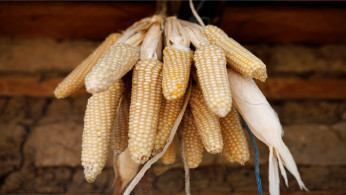 Corn