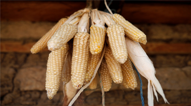 Corn
