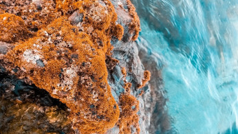 Beige algae on brown rock formation