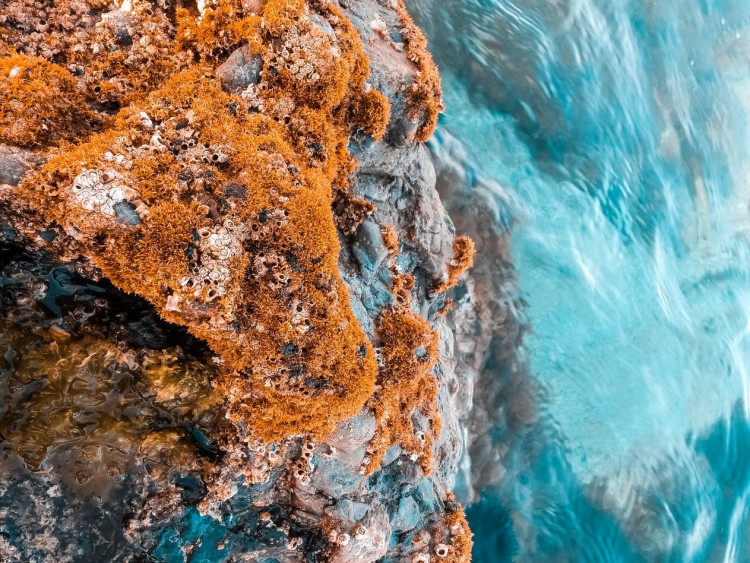 Beige algae on brown rock formation