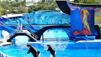 Orcas in Seaworld