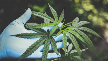 Person holding green cannabis
