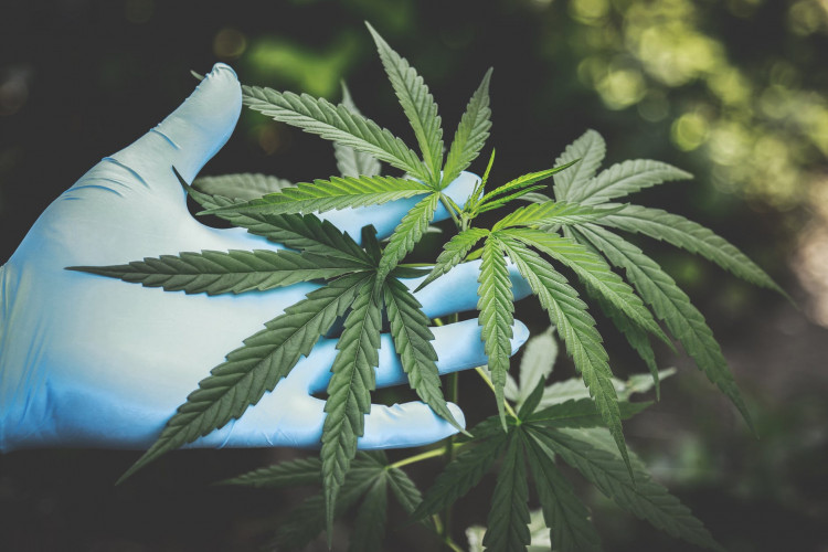 Person holding green cannabis
