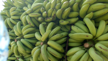 Raw Banana of Sindh