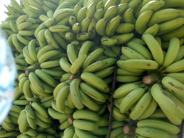 Raw Banana of Sindh