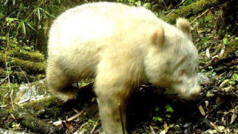 Albino Panda Discovered In China Reserve