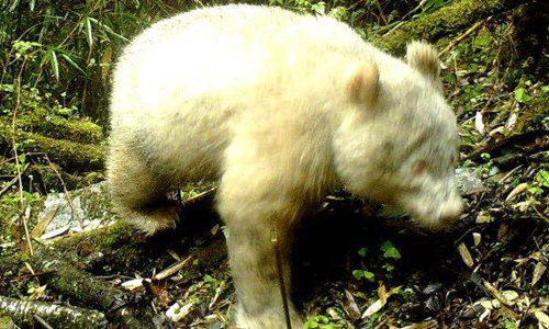 Albino Panda Discovered In China Reserve