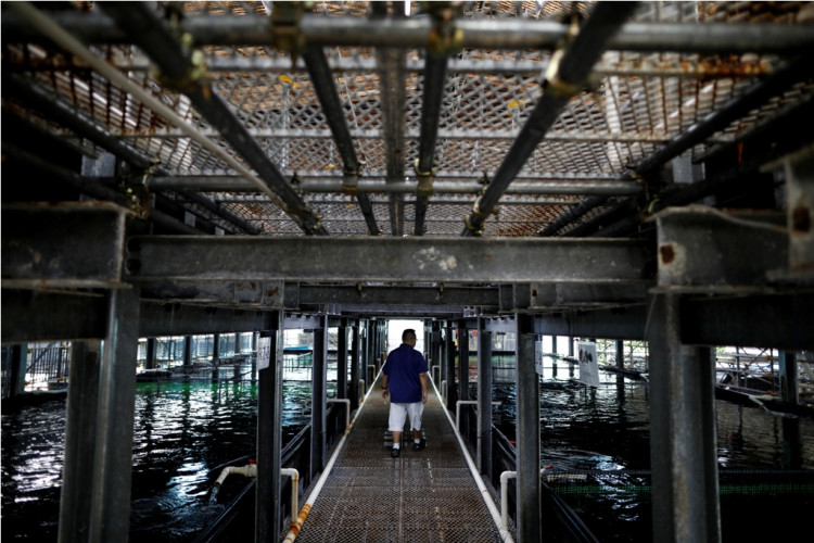 Vertical fish farms