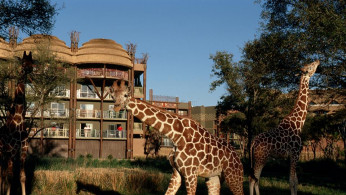 Disney World is about to reopen Rafiki's Planet Watch at Animal Kingdom theme park. 