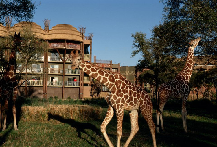 Disney World is about to reopen Rafiki's Planet Watch at Animal Kingdom theme park. 