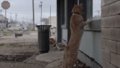 Skidmark the cat in 'Fear The Walking Dead' Season 5