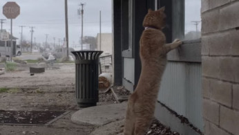 Skidmark the cat in 'Fear The Walking Dead' Season 5