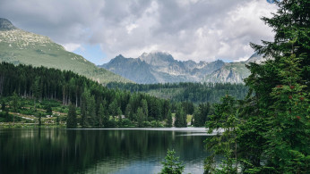 Green Trees Near Calm Body of Water