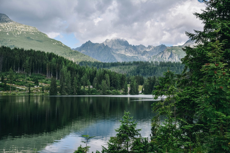 Green Trees Near Calm Body of Water