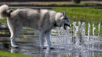 Pet Food Industry