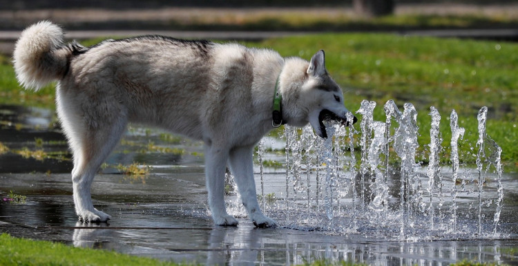 Pet Food Industry