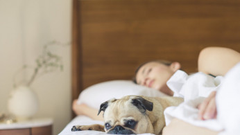 Pug sleeping beside a woman in bed.