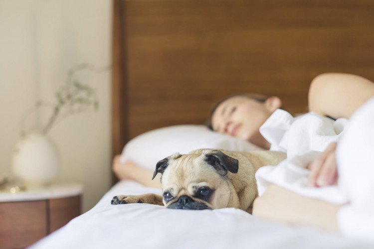 Pug sleeping beside a woman in bed.