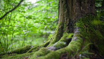 Green tree in a forest.