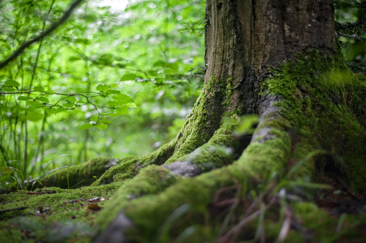 Green tree in a forest.