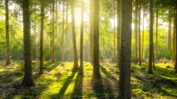 Beautiful forest during sunset.