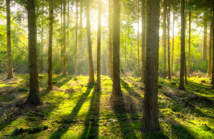 Beautiful forest during sunset.