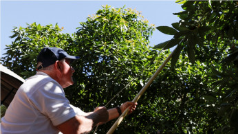 US avocado farm
