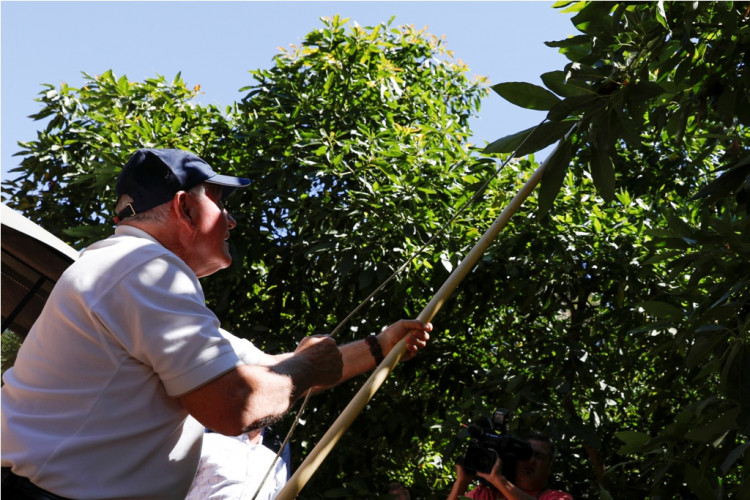 US avocado farm
