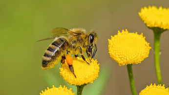 Brown and black bee on a yellow flower.