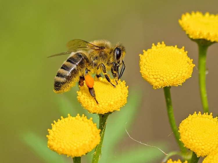Brown and black bee on a yellow flower.