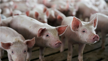 U.S. swine