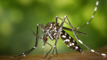 Black white mosquito.