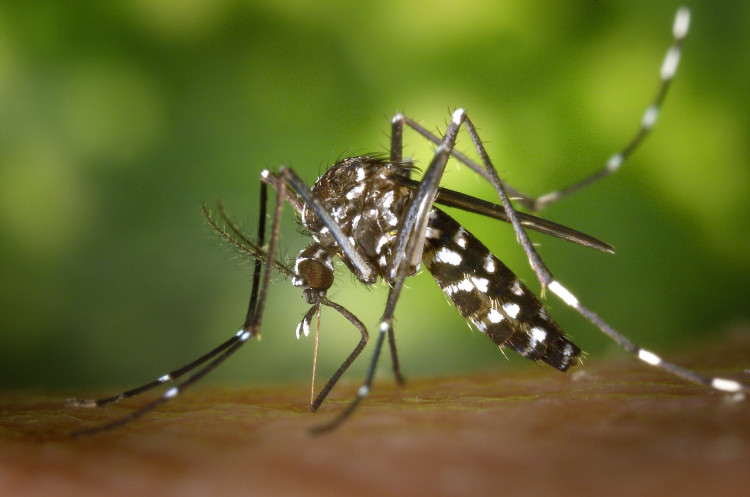 Black white mosquito.