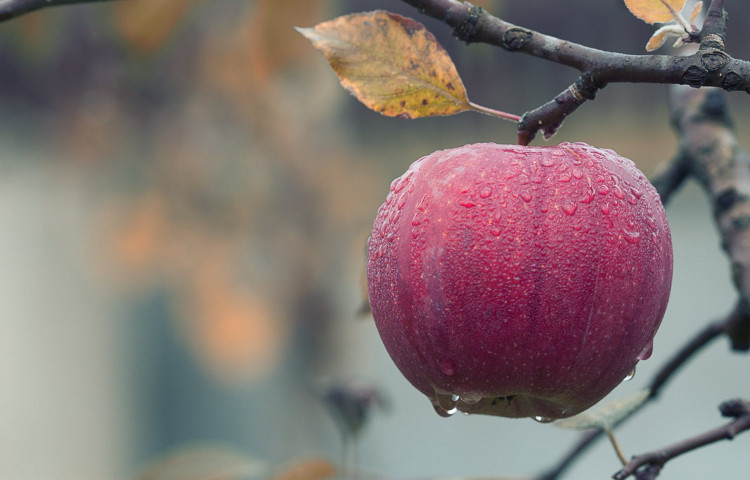 Close-up photo of apple hanging on the tree.