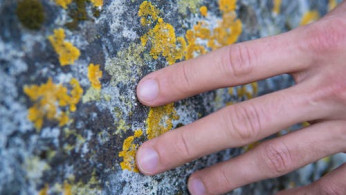 Person touching stone with fungi.