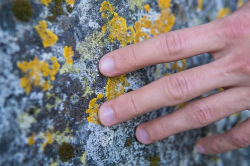 Person touching stone with fungi.