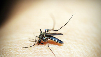 Black mosquito on someone's skin.