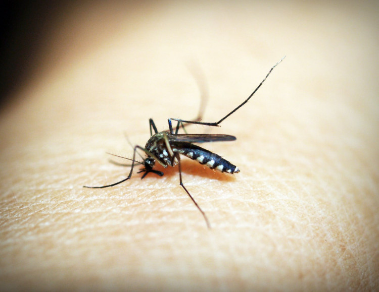 Black mosquito on someone's skin.