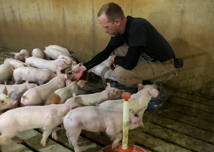 US Hog Industry