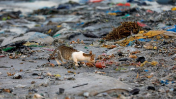 A cat is pictured among plastic waste at a fishermen port on the outskirts of Dakar