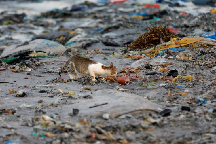 A cat is pictured among plastic waste at a fishermen port on the outskirts of Dakar