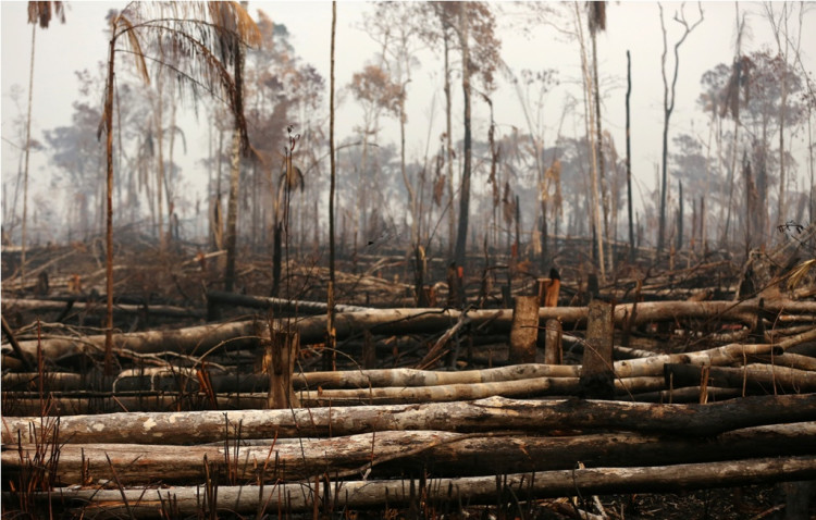 Amazon fires